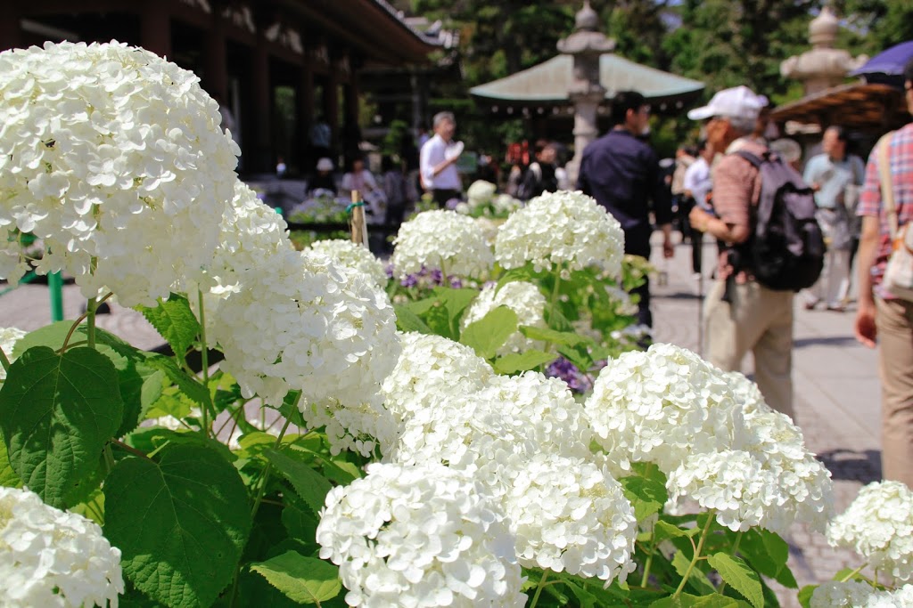 鎌倉長谷寺的白色紫陽花