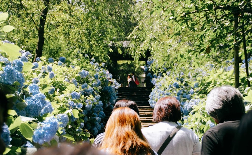 鎌倉景點｜明月院：走進紫陽花寺的淡藍色繡球花海