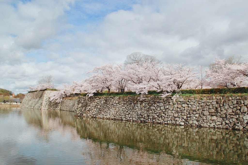姬路城內堀的櫻花