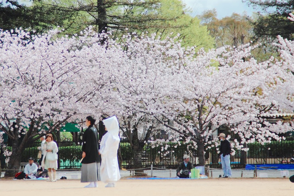 在櫻花季的姬路城三之丸廣場拍攝結婚照的情侶