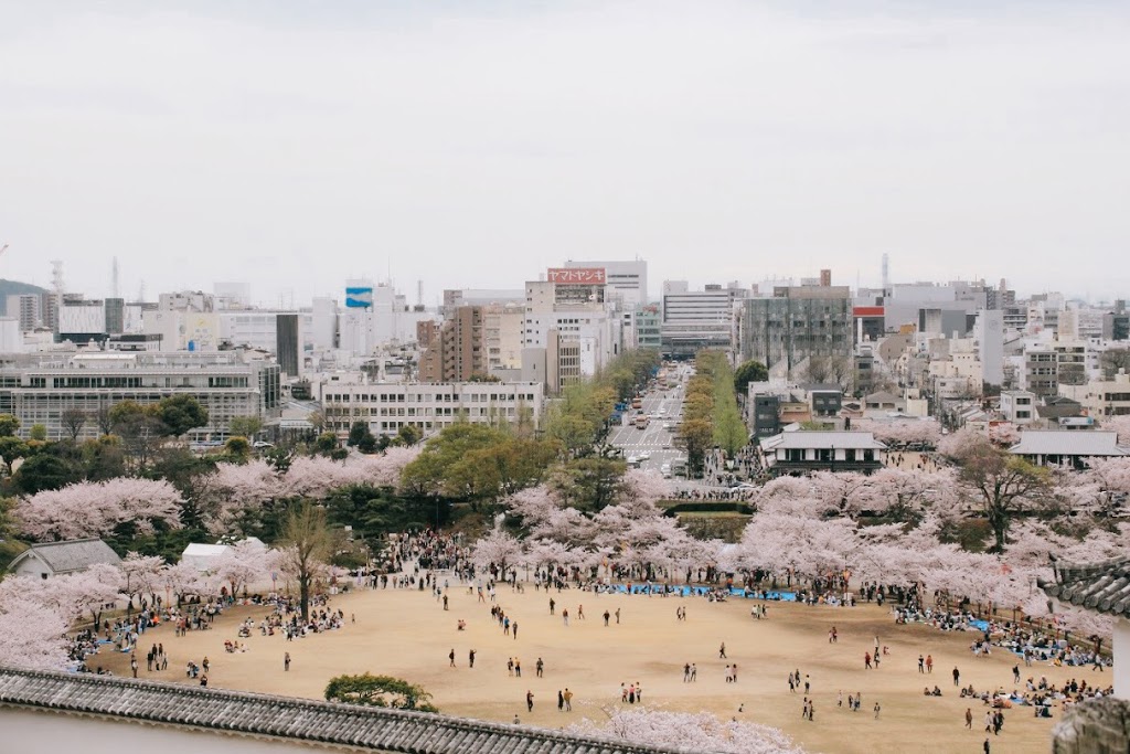 眺望姬路城三之丸廣場的櫻花