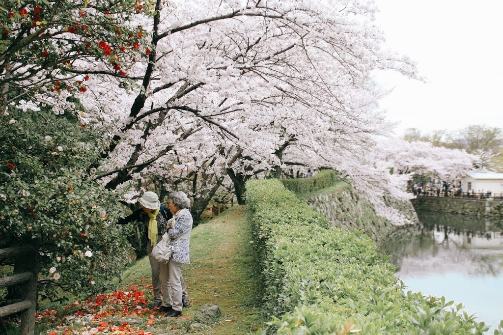 姬路城外的櫻花和老人