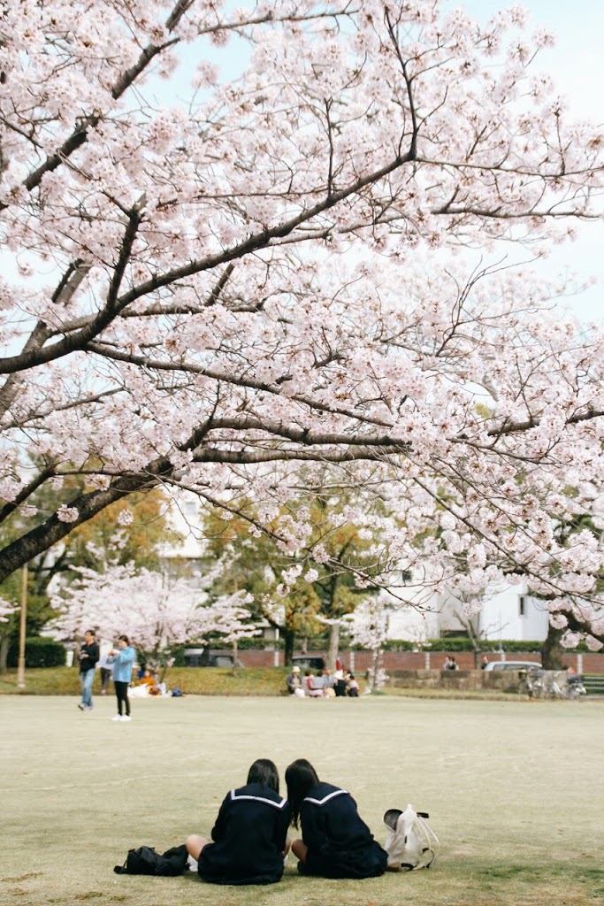坐在櫻花樹下的兩位女高中生