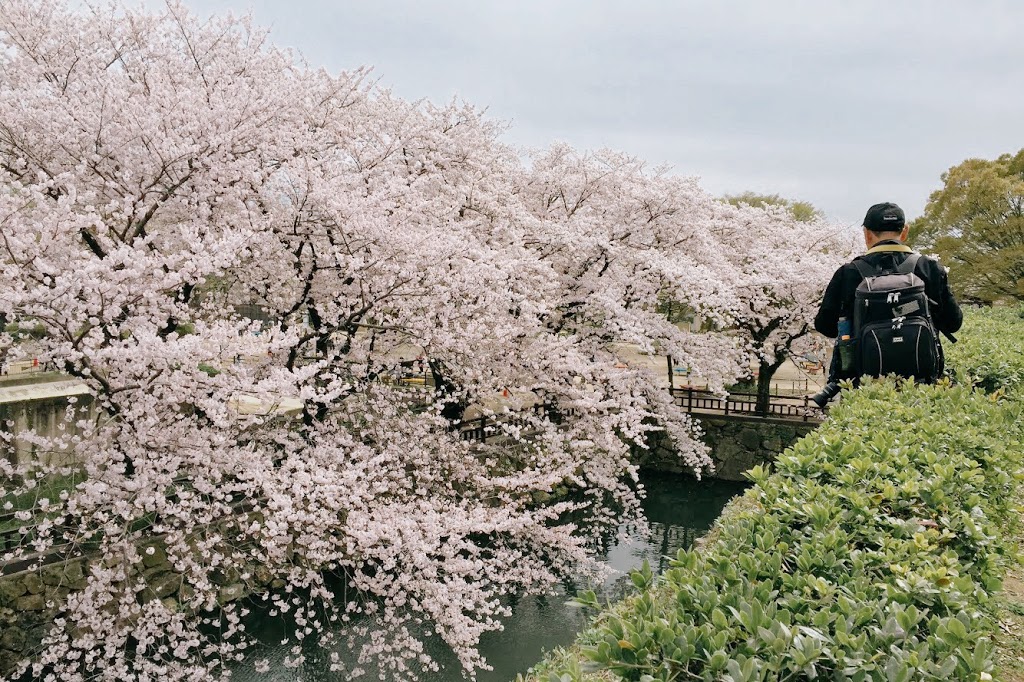 在斜坡上拍攝姬路城櫻花的攝影發燒友