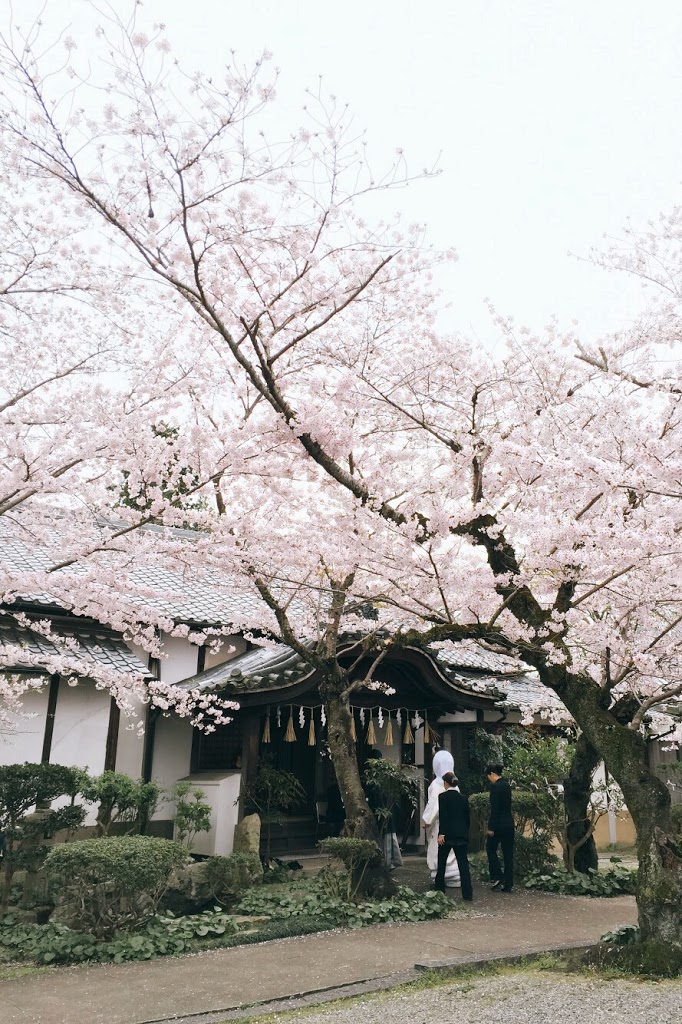 姬路神社 櫻花