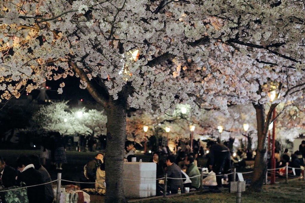 人們聚集在姬路城三之丸廣場觀賞夜櫻