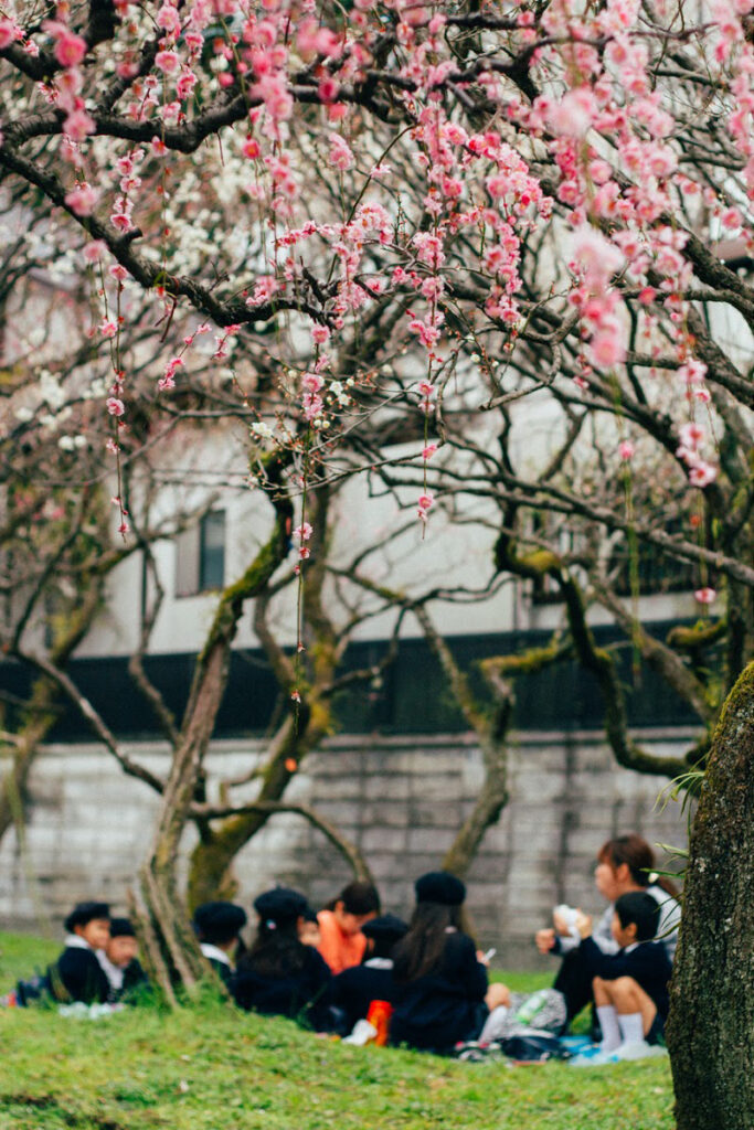 小學生在枝垂梅下野餐