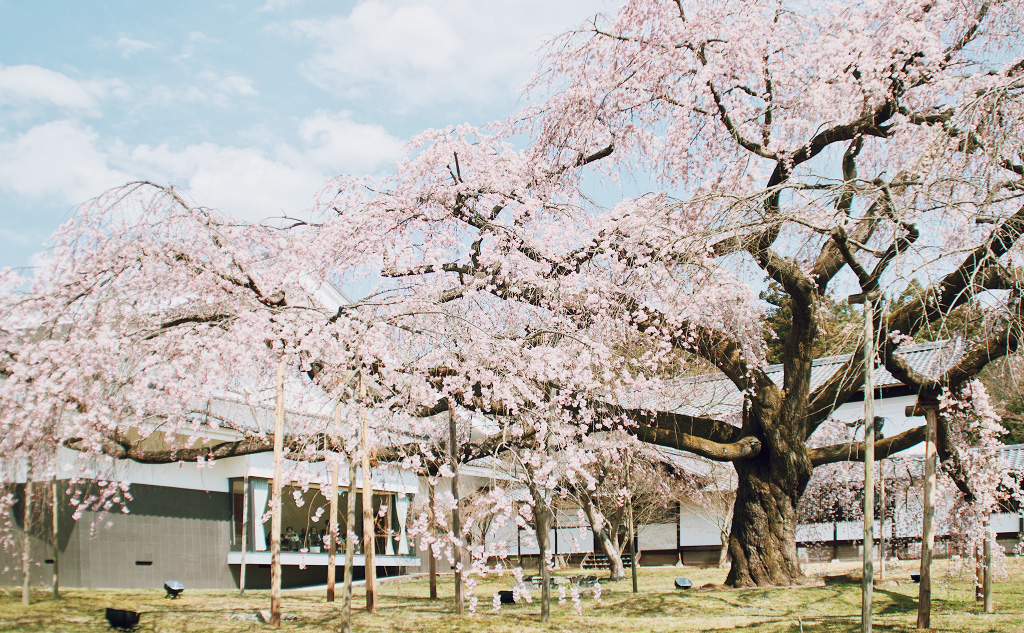 認識10大常見日本櫻花品種：特徵/由來/開花時期