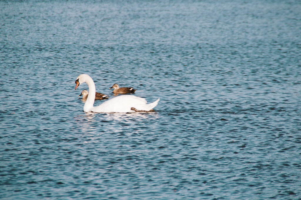 千波湖上的天鵝