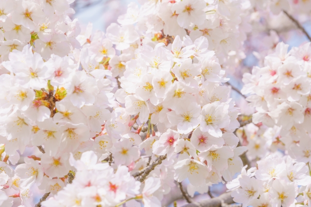 最常見的日本櫻花品種─染井吉野櫻