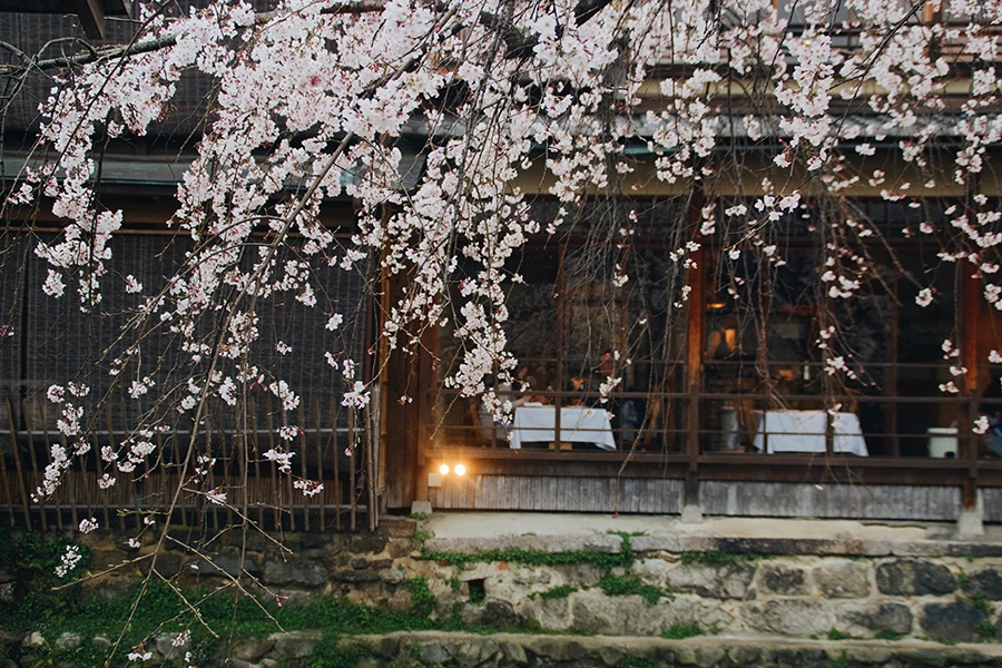 祇園白川櫻花
