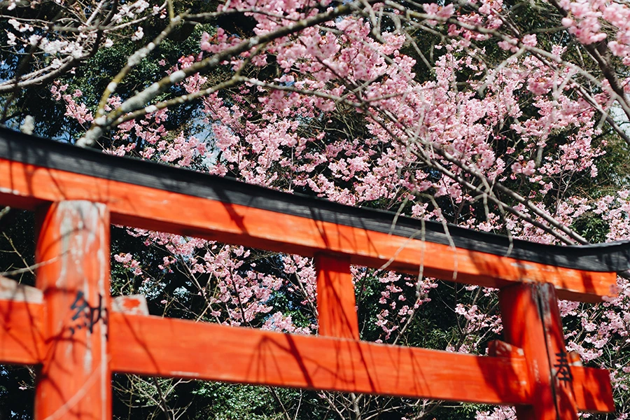 平野神社櫻花