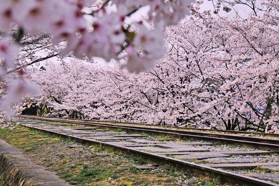 蹴上鐵道櫻花