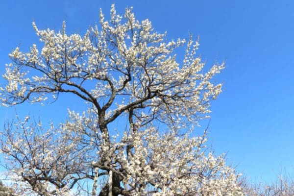 日本6大賞梅景點推介及預計開花日期