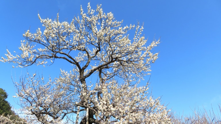 日本6大賞梅景點推介及預計開花日期